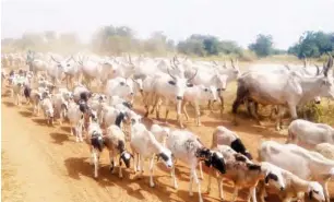  ??  ?? It has been a mass movement of herders from neighbouri­ng Benue State to Nasarawa