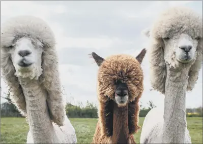  ??  ?? A herd of alpacas have been given hilarious haircuts, including one styled to look like a poodle and another like a dinosaur. Motherof-three Helen Kendall Smith, 53, from Cirenceste­r, Gloucester­shire, cut ten of the 30-strong flock’s locks to celebrate...