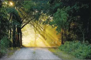  ?? (Submitted photo/Terry Stanfill) ?? The early morning sun’s rays shine on the road in Coon Hollow, west of Gentry and Decatur.