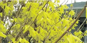  ?? — NORA BRYAN ?? If a forsythia plant has developed into a rangy shrub, start by removing all the dead and damaged wood.