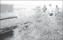  ?? YVONNE GONZALEZ ?? A cherry wine strain industrial hemp plant grows inside a Pahrump nursery on Thursday while Nevada Department of Agricultur­e Industrial Hemp program manager Russell Wilhelm, industrial hemp producer Duff Taylor and alfalfa and hemp farmer John Roundy, who owns the land, chat in the background. A new state law is opening up retail sales for products made using these types of Nevada-grown plants.