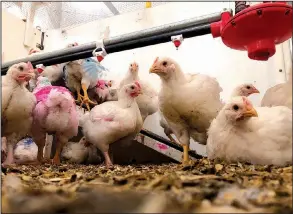  ?? AP/FEDERICA NARANCIO ?? These chickens in a pen at the University of Guelph in Ontario, Canada, are part of a behavioral study funded by the Global Animal Partnershi­p.
