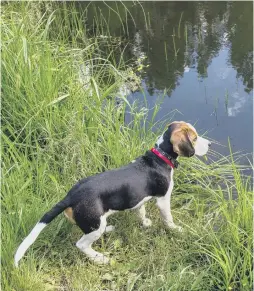  ?? ?? Chipper spots something in the lake.