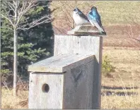  ?? SUBMITTED PHOTO ?? Place nesting boxes in open spaces where birds will access their new home, build nests, mate, lay eggs and have a family.
