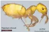  ?? UNIVERSITY OF FLORIDA ?? The yellow ant is a Madagascar species that has establishe­d colonies in Fort Lauderdale.