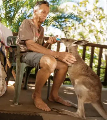  ??  ?? Garry McLean hrănește cangurii orfani la Horizons Kangaroo Sanctuary din Agnes Water, Queensland. „Sunt animale legate de familie, la fel ca noi”, spune Nikki Sutterby, de la Societatea Australian­ă pentru Canguri. „Suferă foarte mult când își pierd puiul – sau când puiul își pierde mama.”