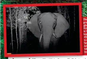  ??  ?? Die enigste gro grootvoet wat glo nog in die Kn Knysnabos oor is, is ’n volwasse ko koei wat sowat 45 jaar oud is. Sy is die enigste olifa fant wat tussen Ju Julie 2016 en Okto tober 2017 in die bo bos gewaar is.