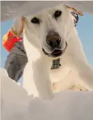  ??  ?? I prescelti. Le razze più adatte per i soccorsi nella neve sono labrador (nella foto), pastori tedeschi e pastori belgi