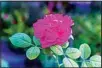  ?? ?? The rose is one of the most famous flowering shrubs from which rose water is extracted.