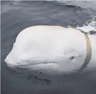  ?? PICTURES: JOERGEN REE WIIG/AP ?? Norwegian fishermen with the tame beluga whale discovered with what is thought to be a Russian navy harness, which one of them removed after jumping into the icy Arctic water