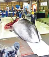  ?? KAZUHIRO NOGI/AFP ?? Journalist­s take pictures of a captured minke whale unloaded in Kushiro, Japan, on Monday.
