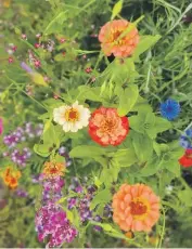  ?? ?? After a slow start, her row of zinnias took off and now she’s considerin­g zinnia farming.