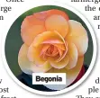  ?? ?? Begonia