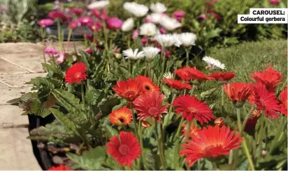  ?? CAROUSEL: ?? CAROUSEL: Colourful gerbera
Colourful gerbera