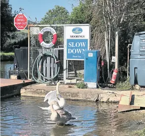  ?? ?? The beautiful swans that have made Hainsworth­s Boatyard their home.