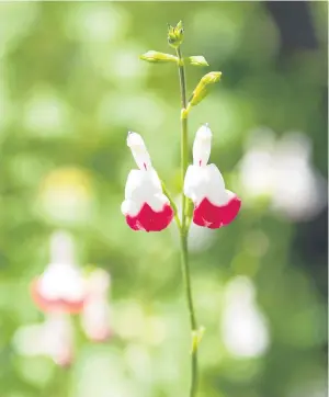  ??  ?? A wee glimpse of Salvia Hot Lips