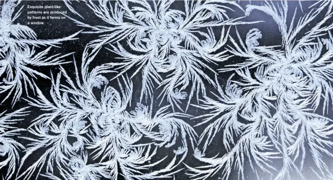  ??  ?? Exquisite plant-like patterns are produced by frost as it forms on a window.