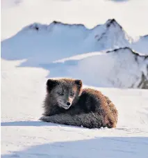  ??  ?? An Arctic fox waits in the snow for his mate