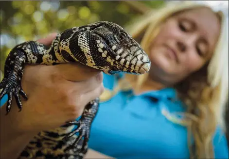  ?? ?? Tarasca, a tegu lizard, is held Oct. 10, 2013, by Emily Maple, a reptile animal keeper at the Palm Beach Zoo in West Palm Beach, Fla. (AP/The Palm Beach Post/Thomas Cordy)
