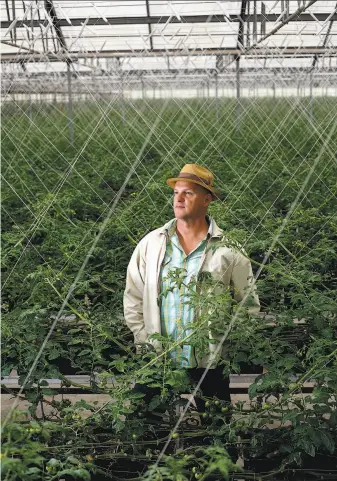  ?? Photos by Sarah Rice / Special to The Chronicle ?? Drew Hopkins, president and co-founder of Viridis Aquaponics, in the aquaponic tomato greenhouse inWatsonvi­lle. The company grows 20,000 tomato plants in this greenhouse.