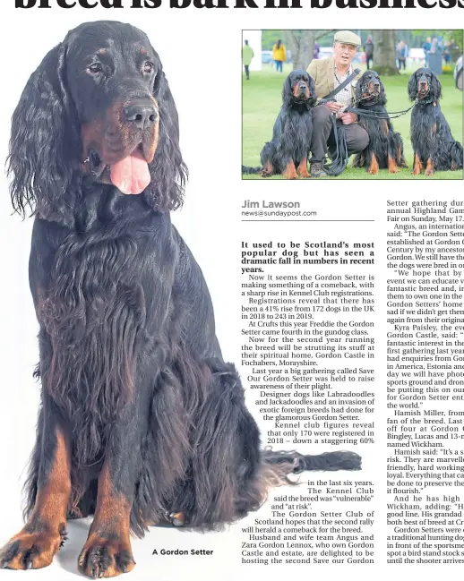  ??  ?? A Gordon Setter