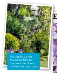  ??  ?? The hanging baskets that dangle from the trees are a real hit with the visitors on open days