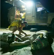  ??  ?? TOP LEFT Dr Heydinger participat­ing in a translocat­ion of a pair of lions that had made themselves too comfortabl­e near an area with livestock.