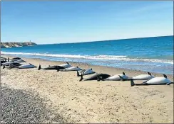  ?? GZA: CENPAT-CONICET ?? DESOLACION. Fueron 68 los delfines varados en El Doradillo.