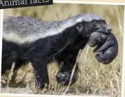  ?? ?? HONEY BADGERS (MELLIVORA CAPENSIS)