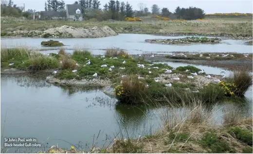  ??  ?? St John’s Pool, with its Black-headed Gull colony