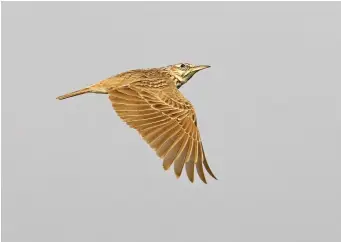  ?? ?? SEVEN: Adult Crested Lark (Oman, 16 March 2006). The large bill of Crested Lark can be seen even in flight. While the wings are broad based, like all larks, Crested Lark has longer and less triangular wings than Eurasian Skylark, and overall appear bulkier, with a heavier head and body. It lacks the pale trailing edge to the wing and the white outer tail feathers shown by Eurasian Skylark, and has rufous-tinged underwings.