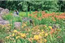  ?? NEW YORK BOTANICAL GARDEN VIA AP ?? Paddle cactus, butterfly milkweed and little blue stem grass grow together in a sun-drenched outcrop of the New York Botanical Garden’s Native Plant Garden.