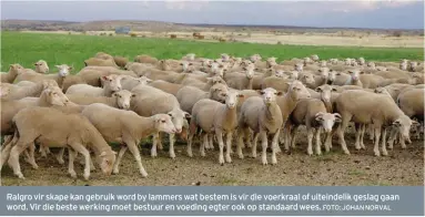  ?? FOTO: JOHAN NORVAL ?? Ralgro vir skape kan gebruik word by lammers wat bestem is vir die voerkraal of uiteindeli­k geslag gaan word. Vir die beste werking moet bestuur en voeding egter ook op standaard wees.