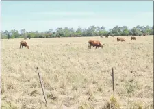  ??  ?? Los pastos amarillent­os se notan cada vez más en las zonas ganaderas del Chaco Central por la falta de lluvias.