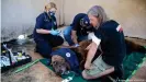  ??  ?? Animal rescue workers sedated the bears and provided a quick medical check before their journey