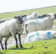  ??  ?? Die Markierung zeigt Schäfern, ob die Schafe zu ihrer Herde gehören. Foto: dpa