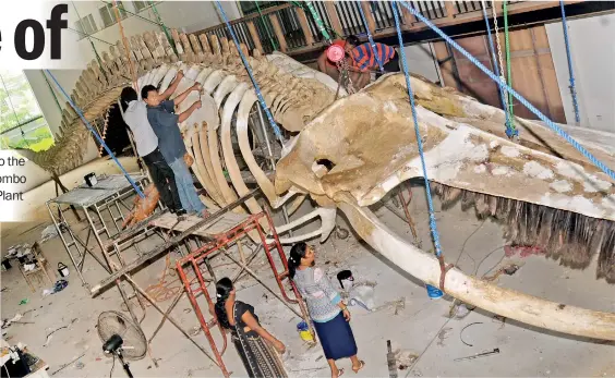  ??  ?? Easy does it: Museum officials oversee the installati­on of the blue whale skeleton in its new home. Pic courtesy National Museum