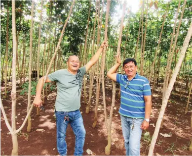  ??  ?? RUBBER VARIETIES – Old and new rubber varieties are maintained in the nursery of the rubber project at the Central Mindanao University in Bukidnon. With Dr. Reymon Ruba (left) is Jeremias Silao, farm manager. The rubber accessions are continuall­y evaluated and the promising ones are multiplied. A new variety from Indonesia, PB 260, can be planted in both low and high elevations, yielding an average of 2,000 kilos of dry rubber per hectare.