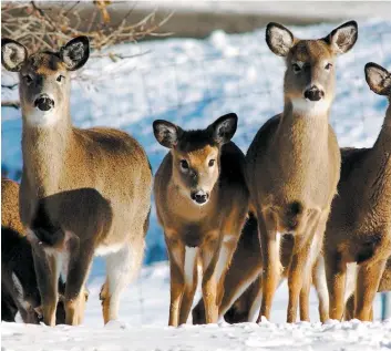  ?? PHOTO D’ARCHIVES ?? Les cerfs de 23 États américains et de deux provinces du pays sont touchés par une épidémie susceptibl­e d’atteindre les humains.