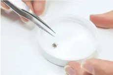  ?? BOB TYMCZYSZYN/POSTMEDIA NEWS ?? Jaime Short, Public Health student for the Niagara Region, examines a tick to identify it.