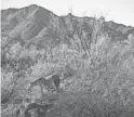  ??  ?? A wild horse grazes near the Salt River in the Tonto National Forest near Mesa in December.