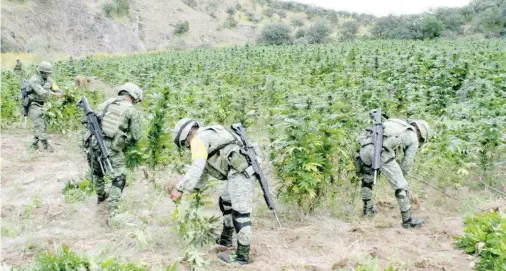  ?? EL HERALDO DE CHIHUAHUA ?? Algunos elementos de Infantería en su combate al crimen.