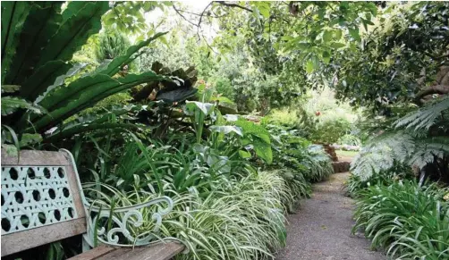  ?? Photos: Mike Wells ?? SHADE PLANTS GALORE: Alocasias, calla lilies, bird's nest ferns and tree ferns all happy to co-habitate under a large, shady tree.