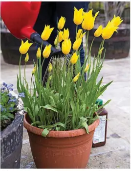  ??  ?? April showers aren’t enough – you need to water pot displays regularly