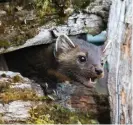  ?? FOTO: ERIC BASIR ?? Amerikansk mård, förebild för ”Granskogen­s Ismael”.