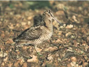  ??  ?? The Woodcock is classed as a game bird
PHOTO: RSPB