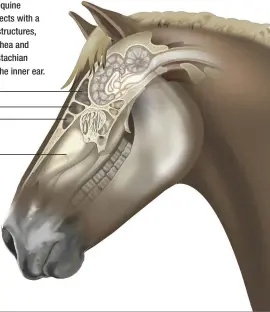  ??  ?? ANATOMY: The equine nasal cavity connects with a number of other structures, including the trachea and lungs and the eustachian tubes leading to the inner ear. frontal sinus nasal cavity