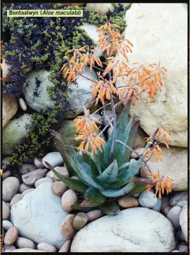  ??  ?? Bontaalwyn (Aloe maculata)