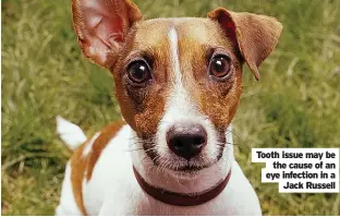  ?? ?? Tooth issue may be the cause of an eye infection in a Jack Russell