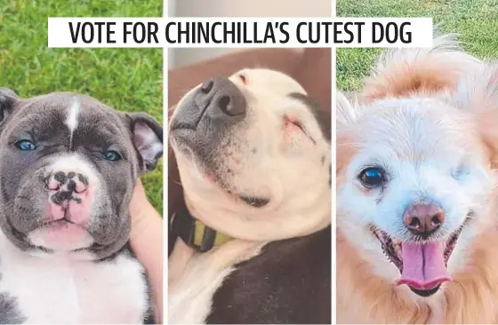  ?? ?? Chinchilla's cutest dog for 2021 is being decided in an online poll.